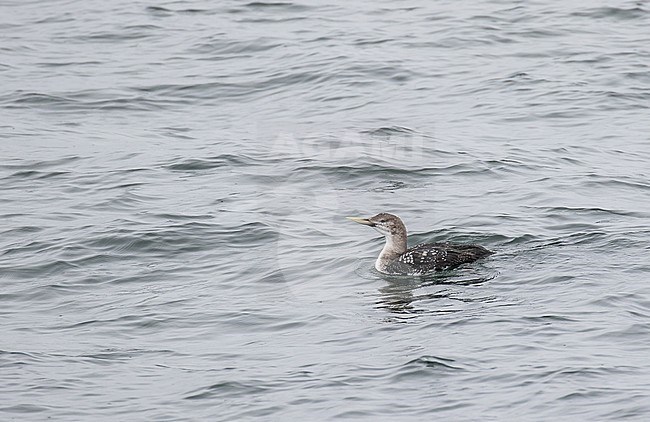 Adult White-billed Diver (Gavia adamsii) in winter plumage swimming in north sea off the coast of Scotland. Moulting to summer plumage. stock-image by Agami/Pete Morris,
