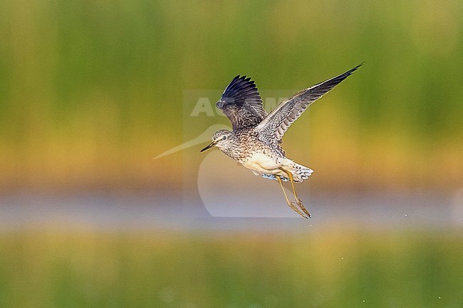 Wood Sandpiper flying over the mud near Florence, Italy. April 2017. stock-image by Agami/Vincent Legrand,