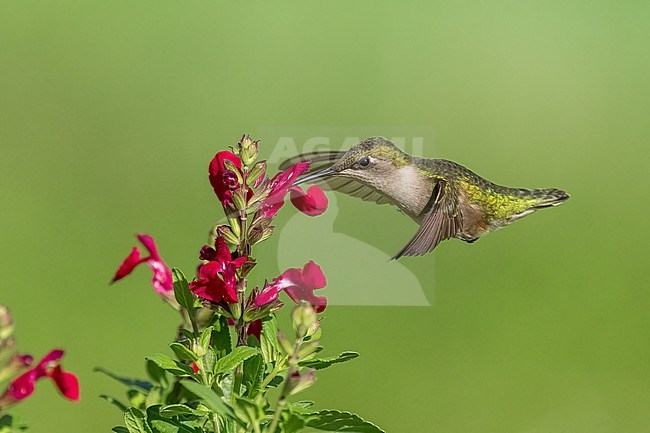 Adult female
Galveston Co., TX
April 2023 stock-image by Agami/Brian E Small,