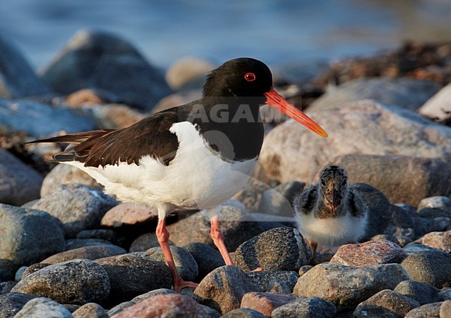 Scholekster met jong; Eurasian Oystercatcher with young stock-image by Agami/Markus Varesvuo,