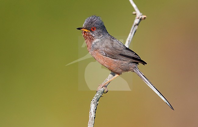 Dartford Warbler, Sylvia undata, in Italy. stock-image by Agami/Daniele Occhiato,