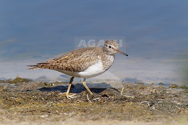 Adult Common Sandpiper (Actitis hypoleucos) in autumn plumage walking and foraging along muddy edge of a Dutch lake. stock-image by Agami/Ran Schols,
