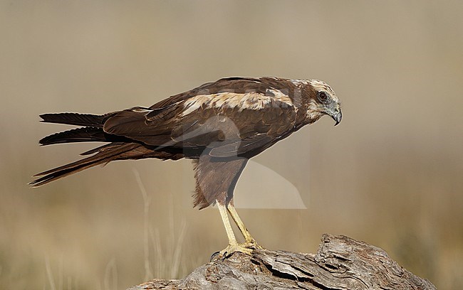 Second calendar year Western Marsh Harrier (Circus aeruginosus) perched on a branch near Toledo, Spain. stock-image by Agami/Helge Sorensen,