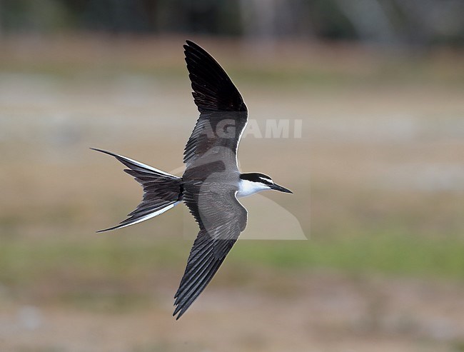 Adult Bridled Tern (Onychoprion anaethetus) at Lady Elliot Island in Australia. Flying above the colony. stock-image by Agami/Aurélien Audevard,