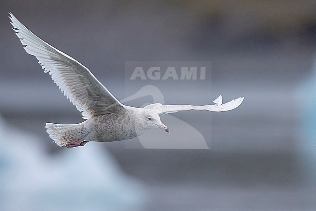 Glaucous Gull (Larus hyperboreus leuceretes), juvenile in flight, Western Region, Iceland stock-image by Agami/Saverio Gatto,