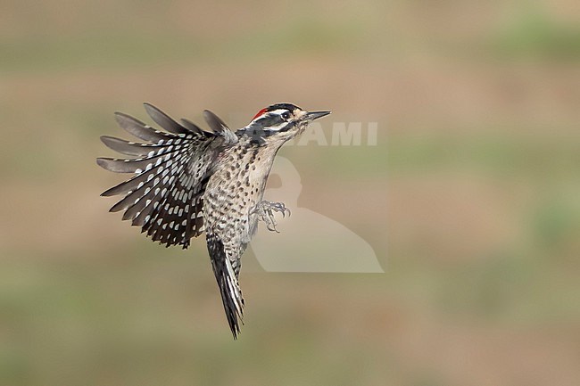 Adult male
Santa Barbara Co., CA
November 2021 stock-image by Agami/Brian E Small,