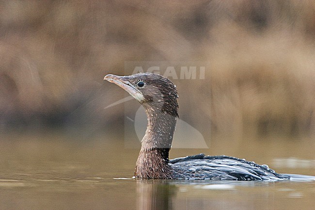 Dwergaalscholver, Pygmy Cormorant stock-image by Agami/Bence Mate,