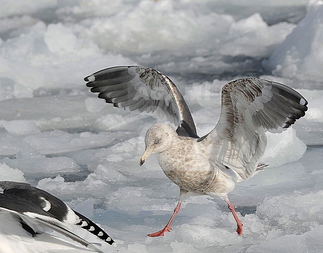 Third-winter Slaty-backed Gull (Larus schistisagus) wintering in harbour of Rauso Hokkaido in Japan. Standing on sea ice with wings raised. stock-image by Agami/Dani Lopez-Velasco,
