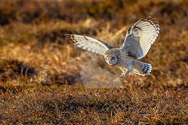 Short-eared Owl (Asio flammeus) in Norway. stock-image by Agami/Daniele Occhiato,