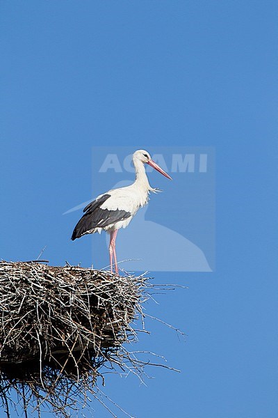 Ooievaar op nest, White Stork on nest stock-image by Agami/Roy de Haas,