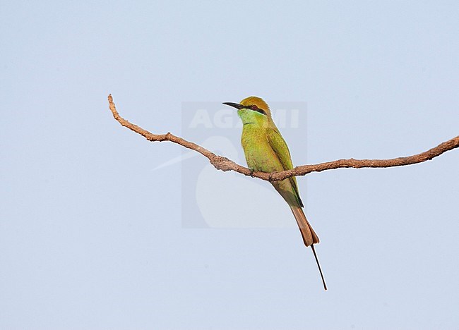 Little Green Bee-eater (Merops orientalis orientalis) perched on a branch in soft evening light. stock-image by Agami/Marc Guyt,