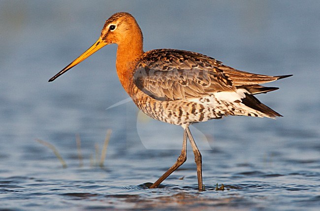 Grutto lopend in avondlicht; Black-tailed Godwit walking in evening light stock-image by Agami/Marc Guyt,