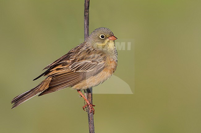 Ortolan Bunting - Ortolan - Emberiza hortulana, Kazakhstan, adult male stock-image by Agami/Ralph Martin,