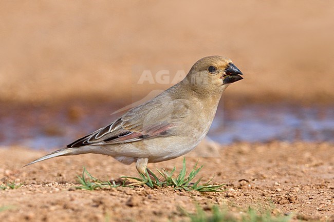 Vale Woestijnvink zittend; Desert Finch perched stock-image by Agami/Daniele Occhiato,