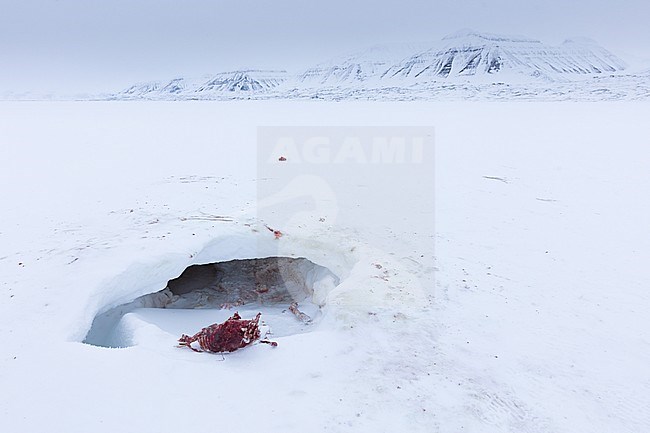 Freshly killed Ringed Seal (Pusa hispida) in exposed den due to global warming. Killed and partly eaten by Polar Bear on Svalbard, North Pole. stock-image by Agami/Pieter-Jan D'Hondt ,