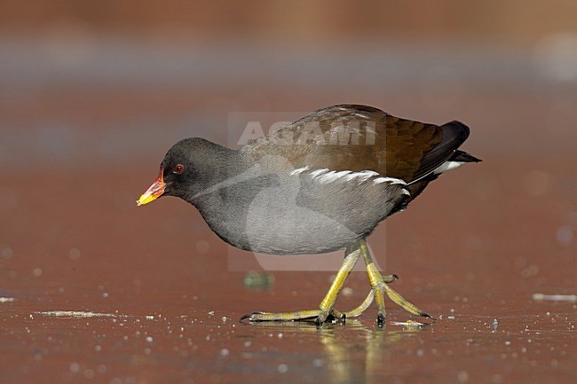 Waterhoen op het ijs; Common Moorhen on ice stock-image by Agami/Arnold Meijer,