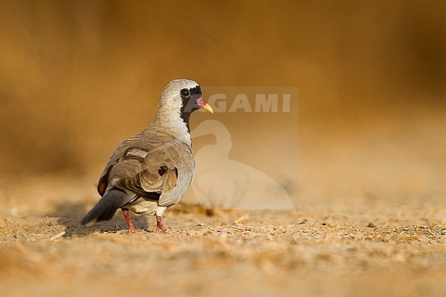 Namaqua Dove - Kaptäubchen - Oena capensis ssp. capensis, Oman, adult male stock-image by Agami/Ralph Martin,