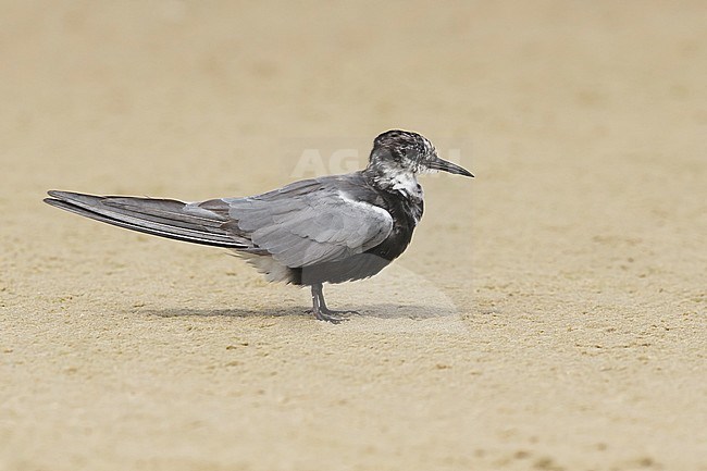 Adult American Black Tern (Chlidonias niger surinamensis) in transition to breeding plumage on beach at Galveston County, Texas, USA, in April 2016. stock-image by Agami/Brian E Small,