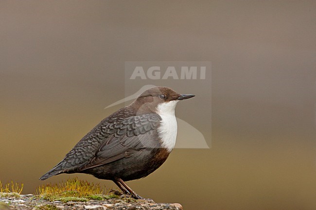 Waterspreeuw Nederland, White-throated Dipper Netherlands stock-image by Agami/Wil Leurs,