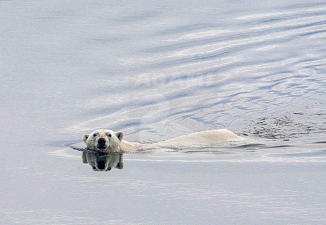 Adult Polar Bear (Ursus maritimus) swimming in the ocean between sheets of drift ice, north of Svalbard, arctic Norway. stock-image by Agami/Marc Guyt,