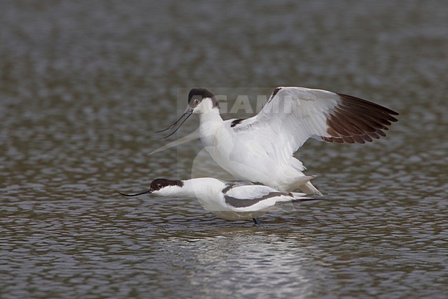 Parende Kluten; Pied Avocets mating stock-image by Agami/Daniele Occhiato,