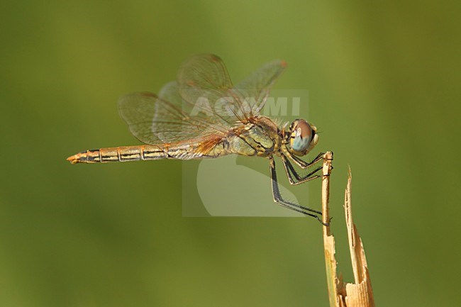 Zwervende heidelibel; Red-veined darter; stock-image by Agami/Walter Soestbergen,