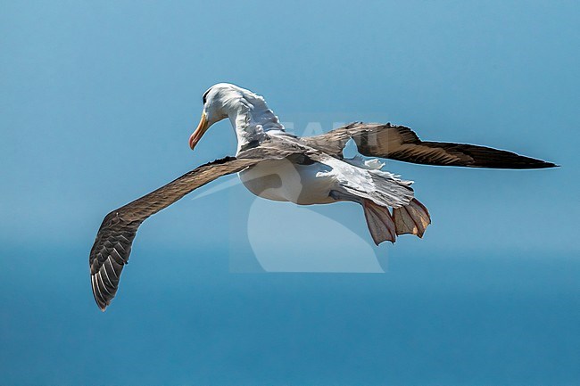 Famous returning adult Black-browed Albatross on Heligoland, Germany. stock-image by Agami/Vincent Legrand,