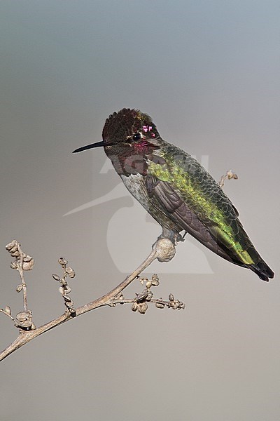 Adult male 
Orange Co., CA 
January 2010 stock-image by Agami/Brian E Small,