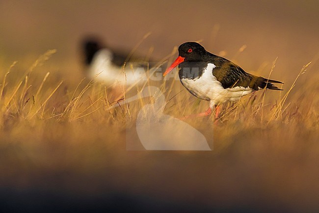 Adult Eurasian Oystercatcher (Haematopus ostralegus) during spring on Iceland. stock-image by Agami/Daniele Occhiato,