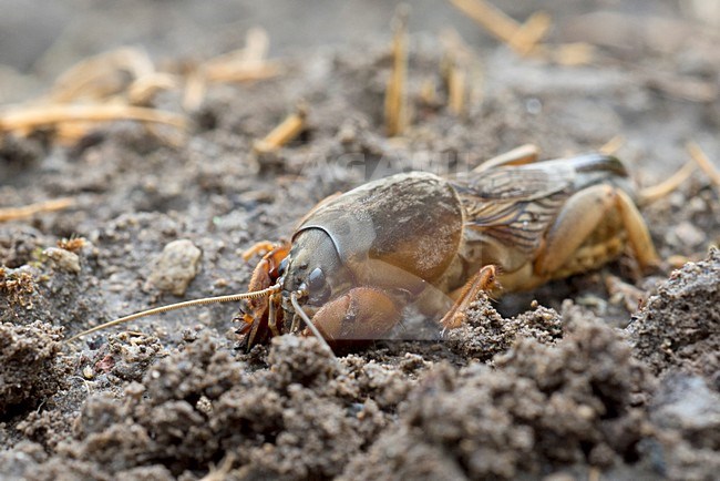 Veenmol, Mole cricket stock-image by Agami/Rob de Jong,