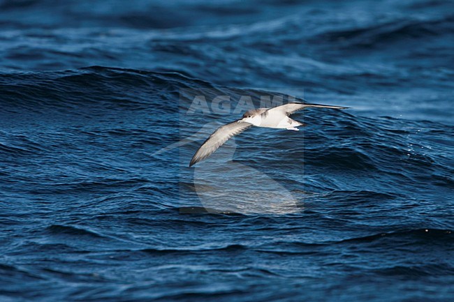 Bullers Pijlstormvogel in de vlucht; Buller\'s Shearwater in flight stock-image by Agami/Martijn Verdoes,