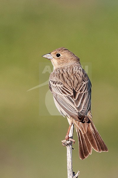 Bruinkopgors, Red-headed Bunting, Emberiza bruniceps stock-image by Agami/Arend Wassink,