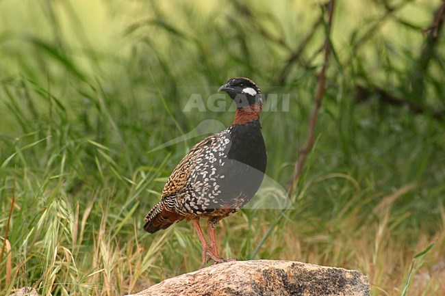 Zwarte Francolijn staand; Black Francolin standing stock-image by Agami/Daniele Occhiato,