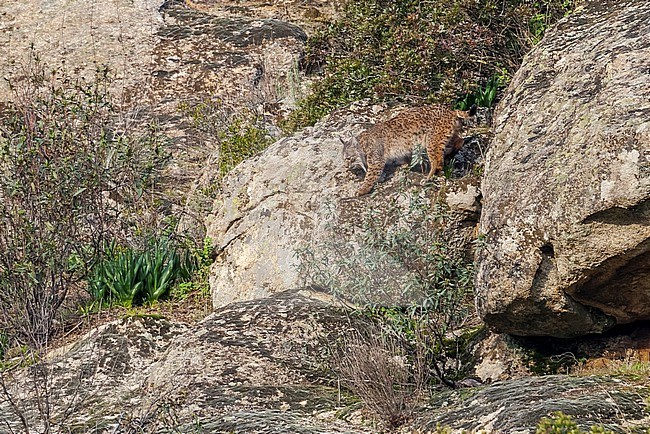 This adult female Iberian Lynx was spotted on the cliff with his joung searching for prey, Sierra Morena, Adalucia, Spain. stock-image by Agami/Vincent Legrand,