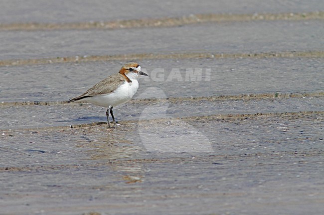 Adulte Roodkopplevier, Adult Red-capped Plover stock-image by Agami/Pete Morris,