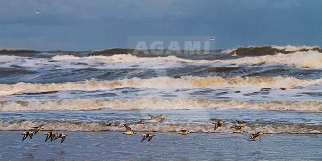 Drieteenstrandlopers in hun overwinteringsgebied; Sanderlings in their wintering habitat stock-image by Agami/Menno van Duijn,