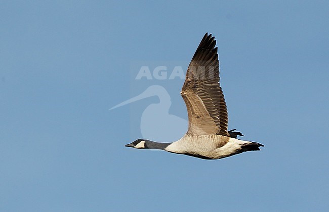 Canada Goose, Branta canadensis canadensis, presumed 1stW at Arresø, Denmark stock-image by Agami/Helge Sorensen,