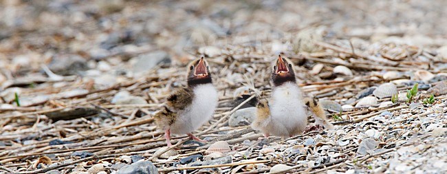 Jonge Visdieven roepend, Common Tern young calling stock-image by Agami/Roy de Haas,