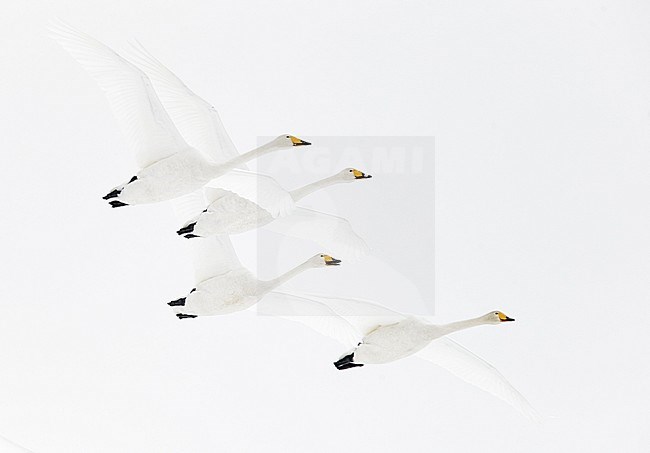 Whooper Swan (Cygnus cygnus) Hokkaido Japan February 2014 stock-image by Agami/Markus Varesvuo,