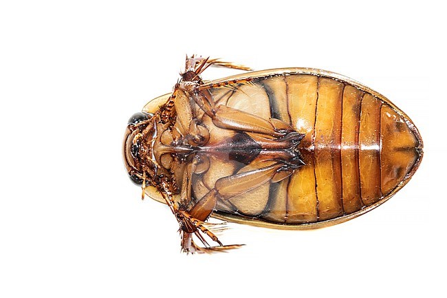 Great diving beetle, Gewone geelrand, Dytiscus marginalis stock-image by Agami/Wil Leurs,