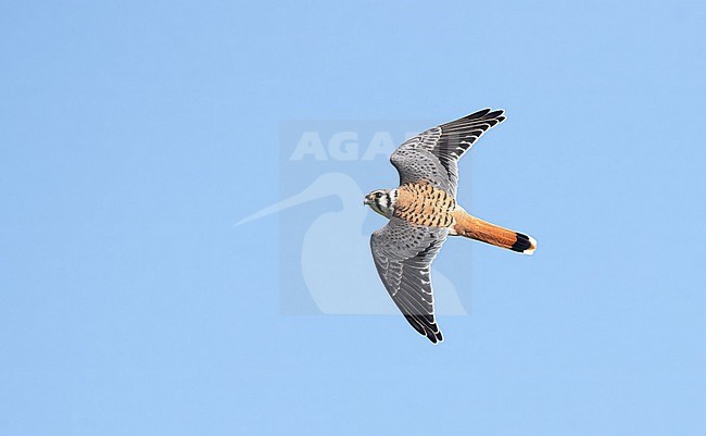 American Kestrel, Falco sparverius, during autumn migration in North America. stock-image by Agami/Ian Davies,