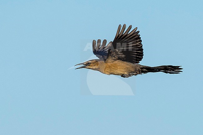 Adult female Boat-tailed Grackle, Quiscalus major
Palm Beach Co., FL stock-image by Agami/Brian E Small,
