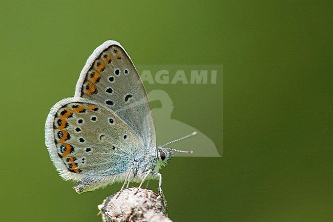 Kroonkruidblauwtje / Reverdin's Blue (Plebejus argyrognomon) stock-image by Agami/Wil Leurs,