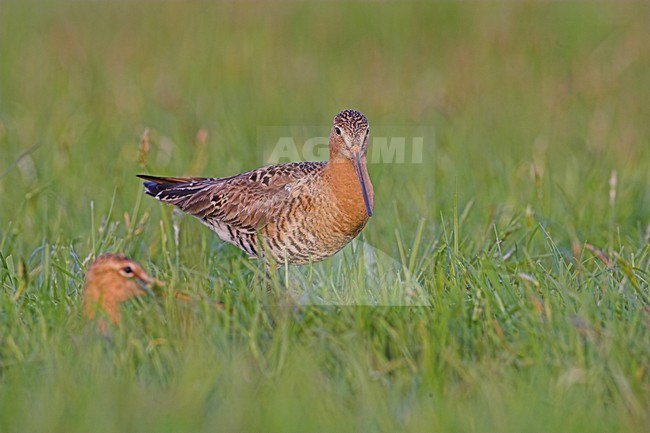 Grutto in weiland; Black-tailed Godwit in meadow stock-image by Agami/Menno van Duijn,