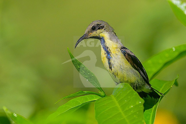 Purple Sunbird, Cinnyris asiaticus, perched in a tree. stock-image by Agami/Sylvain Reyt,