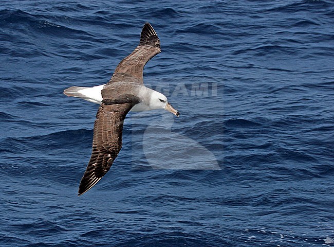 Immature Black-browed Albatross (Thalassarche melanophrys) flying over the ocean near Antarctica stock-image by Agami/Pete Morris,