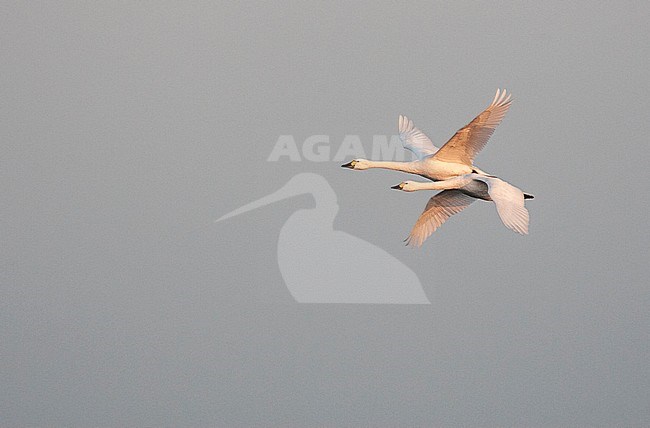 Pair of Bewick's Swans (Cygnus bewickii) wintering at Starrevaart, the Netherlands. Flying past in formation. stock-image by Agami/Marc Guyt,