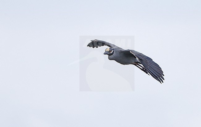 Yellow-crowned Night Heron (Nyctanassa violacea), adult in flight in Florida, USA stock-image by Agami/Helge Sorensen,