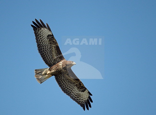 Buizerd in de vlucht; Common Buzzard in flight stock-image by Agami/Markus Varesvuo,