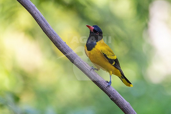 Male Black-hooded Oriole (Oriolus xanthornus) at Kaeng Krachan NP, Thailand stock-image by Agami/David Monticelli,